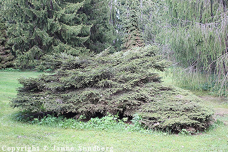 Picea abies 'Tapion Pöytä', pöytäkuusi Picea abies 'Tapion Pöytä' pöytäkuusi